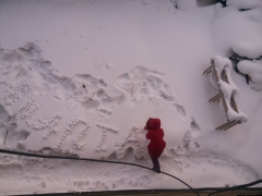 снежколеп
